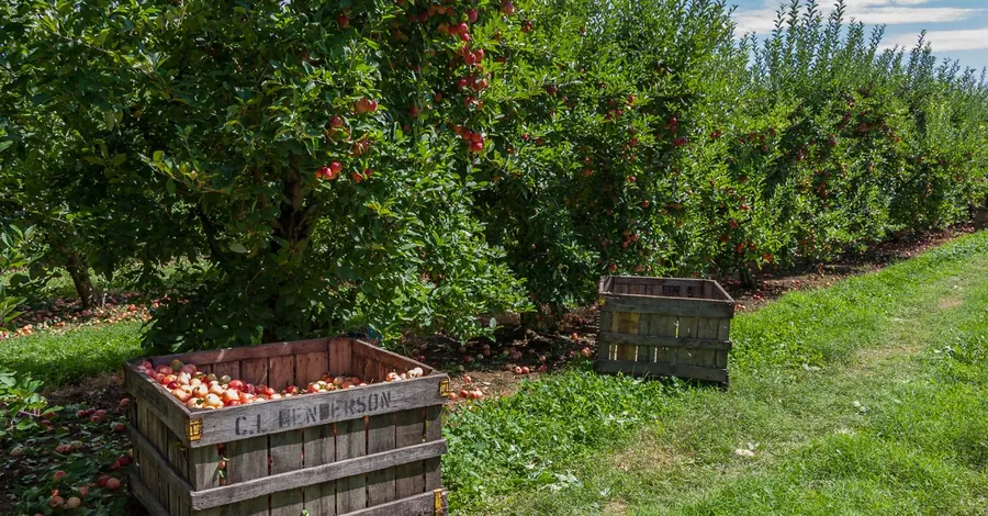 Apple trees and wooden harvest bins in an orchard